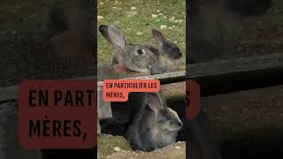 Miniature : Voici pourquoi l’élevage de lapins en cage doit être interdit