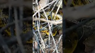 Miniature : ANACONDA JAUNE !