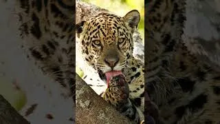 Miniature : BEST JAGUAR SHOTS 📸
