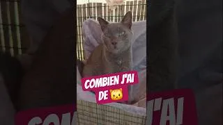 Miniature : COMBIEN J'AI DE CHATS 🐱 #chats #famillenombreuses #animaux