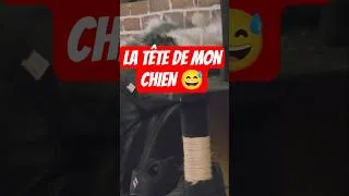 Miniature : La pire tête de mon chien 🤣 les vôtres font pareil ? #chien #chiendrôle #dog #bordercollie