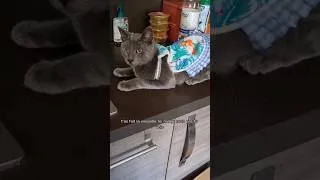 Miniature : mon chat a mis une robe 😂 #shorts #catfunny #humour #chatdrole #cat #chat