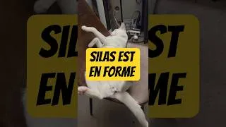 Miniature : silas est en forme 🥰 #chat #cat #humour #chatdrole