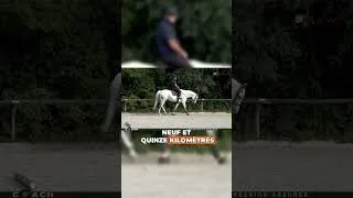 Miniature : Ton cheval a besoin… de kilomètres