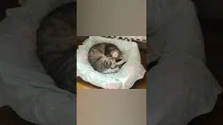 Miniature : Surprise