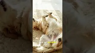 Miniature : Comment savoir si votre chien vous fait confiance ?🐶❤️