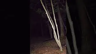 Miniature : 🌲La Forêt maudites...