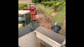 Miniature : Vendanges - Clap de fin