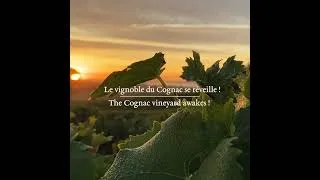 Miniature : Vendanges - L'aube