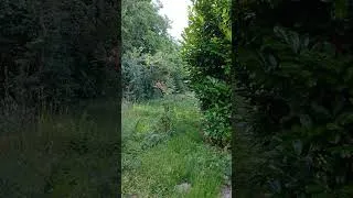 Miniature : Sacrée visite de bon matin 🥰