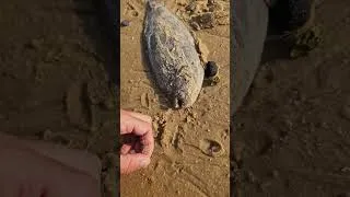 Miniature : jai sauver un poisson