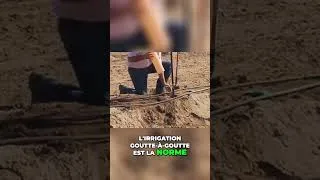 Miniature : Irrigation Pistachiers  Optimiser Croissance et Récolte!