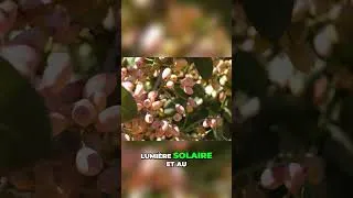 Miniature : Culture des Pistaches   Secrets de la Plantation Optimale