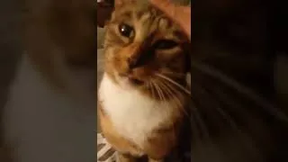 Miniature : CHAT qui tire la langue et qui bave -trop drôle et surtout trop mignon!!