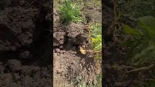 Miniature : Ont récolte les patates !!! 🥔🥔 #campagne #nature #patates #tradition #jardin #autonomie #shorts