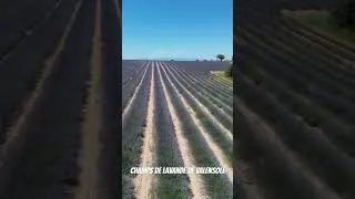 Miniature : Une balade sur le plateau de Valensole ☀️ 🌸 (Royal Enfield Classic 500)