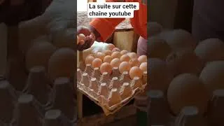 Miniature : Elevage parentaux chairs #elevage #poulet #aviculture #entrepreneuriat