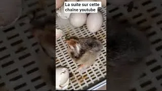 Miniature : Poussins Brahma #elevage #poussins #entrepreunariat #agriculture