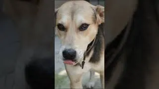 Miniature : Comment apprendre à ton chien à faire pipi dehors 🐾