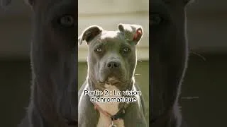 Miniature : Comment les chiens voient-ils le monde ? La vérité sur leur vision 🐶