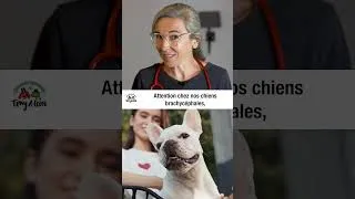 Miniature : Nos chiens et chats peuvent-ils manger des glaces ?  #chien #chat #glace