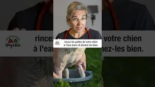 Miniature : Quelles astuces pour prévenir des brûlures des coussinets ?