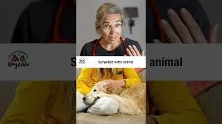 Miniature : Que faire en cas de brûlures sur les coussinets de nos animaux ?
