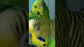 Miniature : #birds #budgies #birdsounds #parrot #france #maroc #algerie