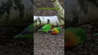 Miniature : #perruque #colliers #nature #relaxing #canari #elevage #france #maroc #oiseaux #perroquet