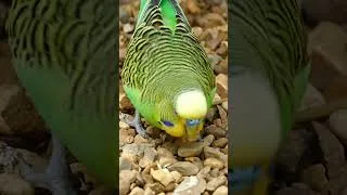 Miniature : #relaxing #colliers  #nature #perruque #elevage #algerie #france #maroc #oiseaux #perroquet