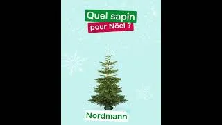 Miniature : Quel sapin pour Noël ? 🎄 (Lien en description)