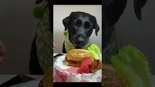Miniature : Vidéo Drôle de Chiens : Moments Inoubliables