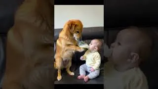 Miniature : Les Chiens les Plus Amusants