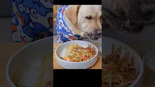 Miniature : Chiens Drôles : Compilation Hilarante