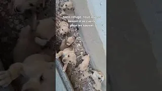 Miniature : Sauvez ces 7 chiots abandonnés avant qu'il ne soit trop tard !#rescue