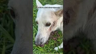 Miniature : Alaska, l'espoir après une vie de misère  #rescue