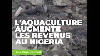 Miniature : L'Aquaculture augmente les revenus au Nigeria