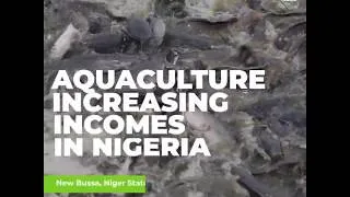 Miniature : Aquaculture increasing incomes in Nigeria