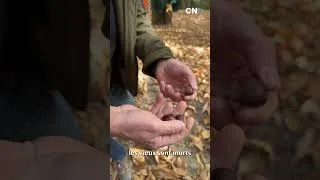 Miniature : Stonde di Vita avec Paul Colombani, casténéiculteur
