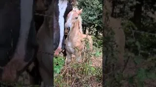 Miniature : A Family of Horses Made My Day