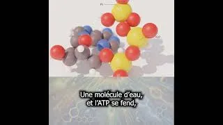 Miniature : L'étincelle de la vie (chanson sur l'ATP), clip vidéo