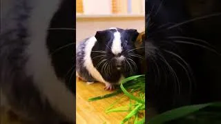 Miniature : La famille de Bianca nourrit les cochons d’inde ! #vlogdefamille #jeux #animaux