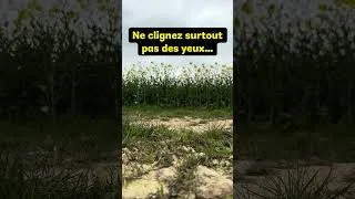 Miniature : Vous êtes pas prêts ! #coursvincentcours #running #sports #humour