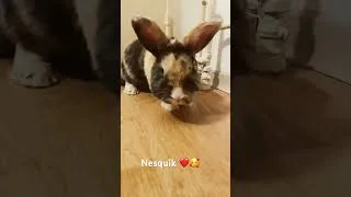 Miniature : Oui je sais que je suis mignon 😩