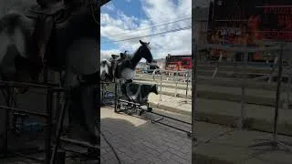 Miniature : Le Rodéo-Lasso