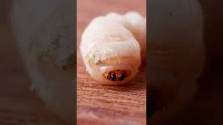 Miniature : Ces petits tas de sciure sont très mauvais signe !  (correction son) #woodworking #diy #menuiserie