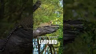 Miniature : Le léopard apparaît après des heures d’attente… 🐆 (Nakuru, Kenya)