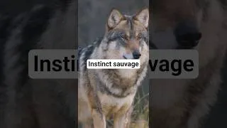 Miniature : Chasse implacable : le loup à la poursuite du cerf #shorts #loup #cerf #nature #aventure #faune