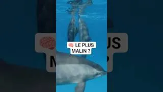 Miniature : Orque vs Dauphin : Qui est le plus malin ? 🧠 #shorts #dauphin #animalintelligence #ocean #viemarine