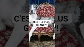 Miniature : Voici le chien le PLUS GRAND du monde #shorts #chien #chiendegarde #animaux
